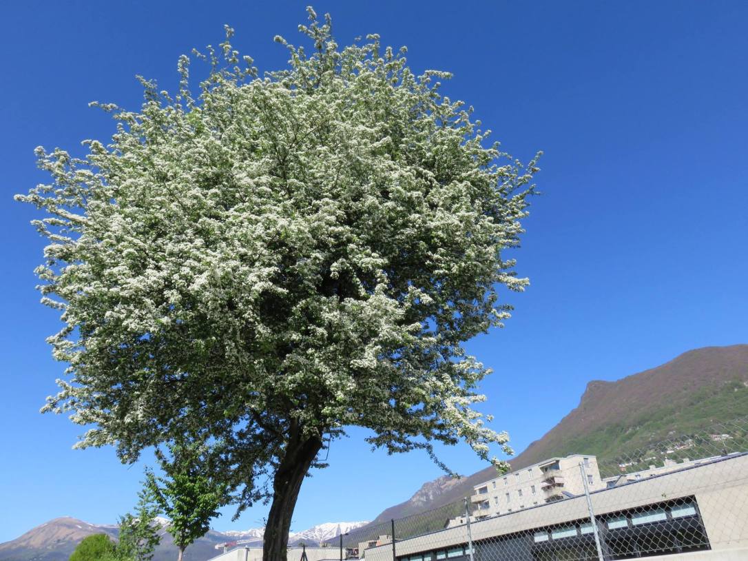 Foto Michele Bortone