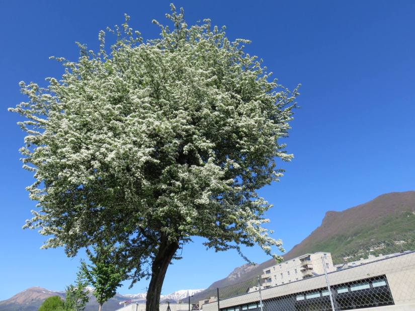 Foto Michele Bortone