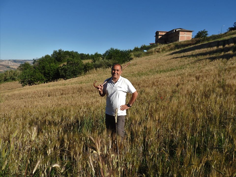 Foto Candido Quatrale ULTIMI CONTROLLI PRIMA DELLA MIETITURA.